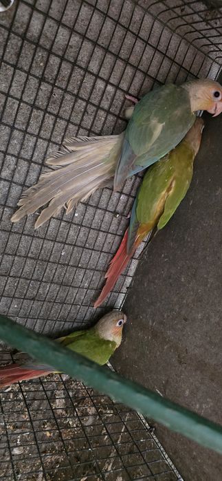 Pyrrhura Pineapple Casal