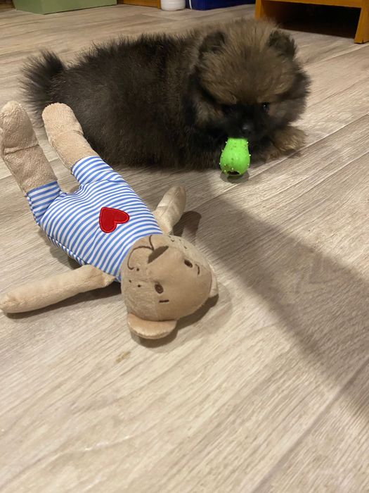 Exclusive Merle Teddy Bear Pomeranian