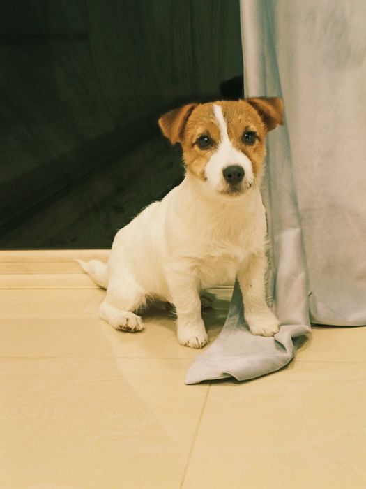 Jack Russell Terrier suczka