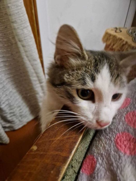 котик у відповідальну сім'ю