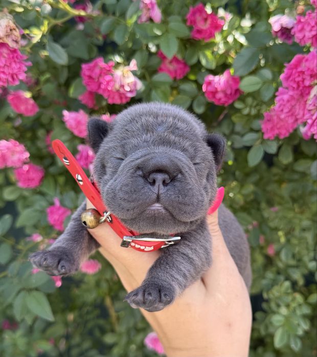 VIP french bulldog
