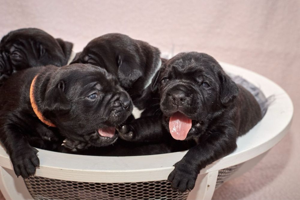 Кане-корсо цуценята