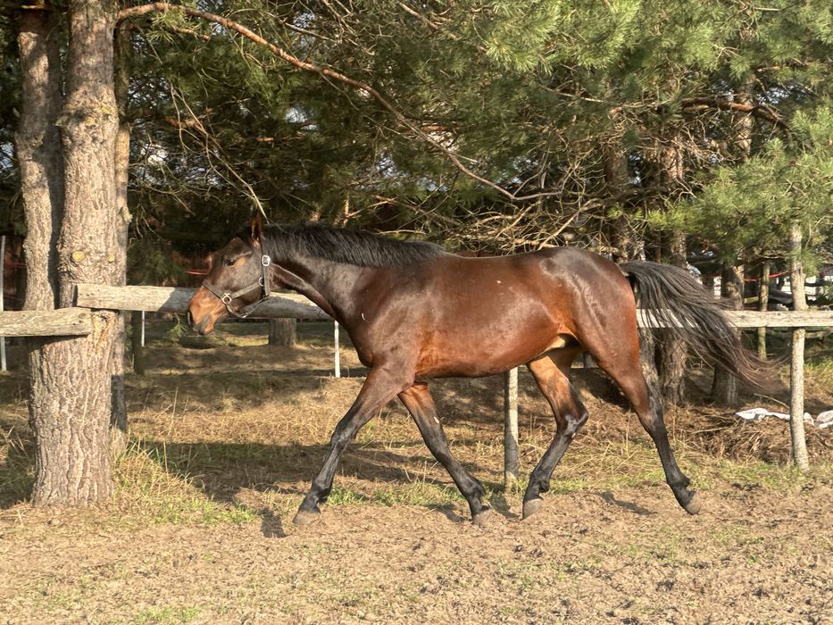 Жеребец УВП, лошадь, конь