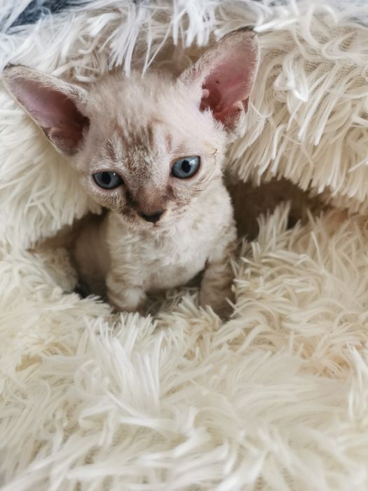 Kocurek Devon Rex