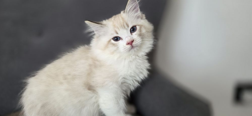 Kotek RAGDOLL kocurek seal  Bicolour