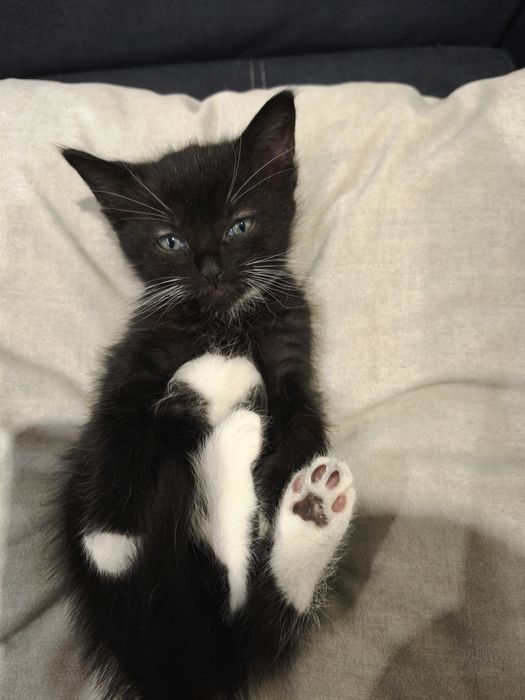 Котенок мальчик чёрно-белый 1 месяц  кошеня кошенятко