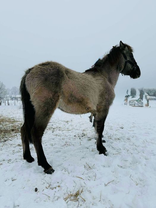 Konik polski ogierej sprzedam/zamienię
