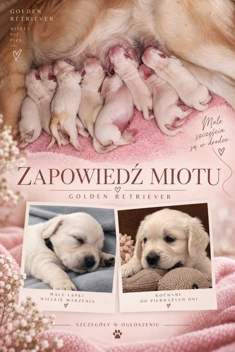 Piękny szczeniaczek Golden Retriever gotowy do zminy domku od października