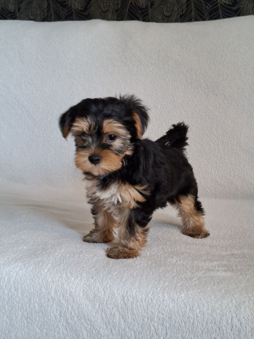 Yorkshire Terrier suczka