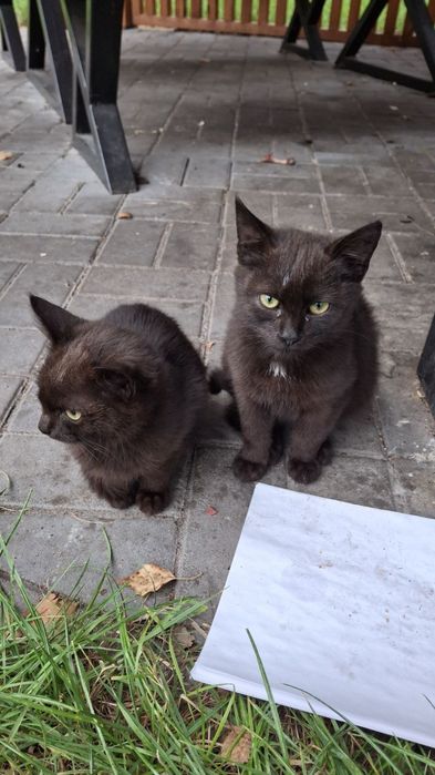 Кошенята шукають дім