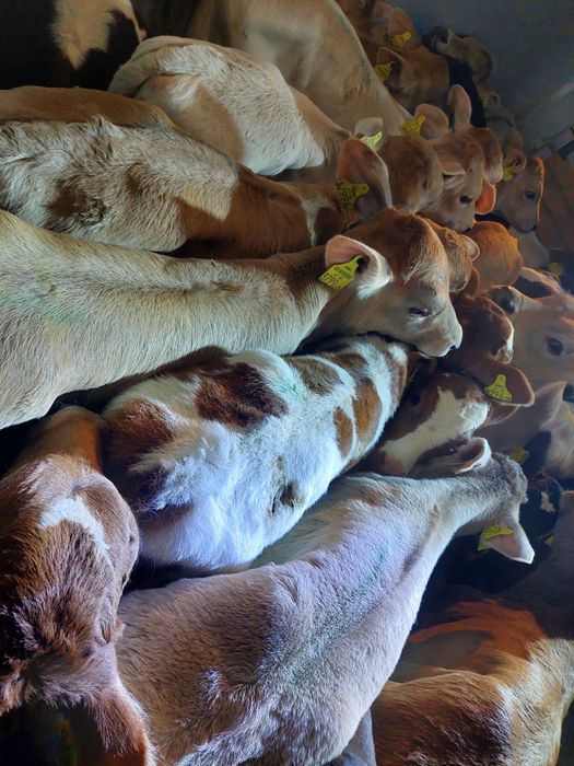 Działdowo byczki cielaki