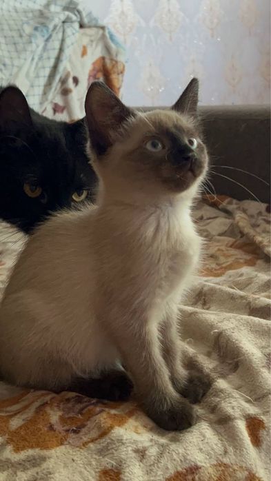 Кошенята в добрі руки