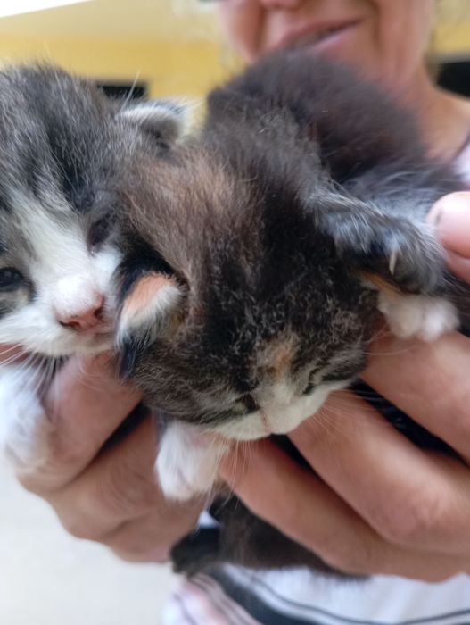 Gatinhos para adopção responsável