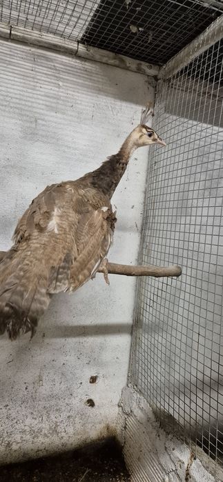 Pavão arlequim peru ganso guine