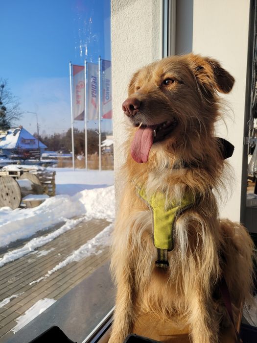 Kudłaty prosi o dom