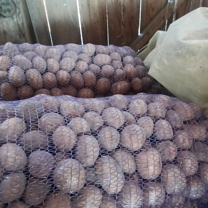 продам картоплю домашню