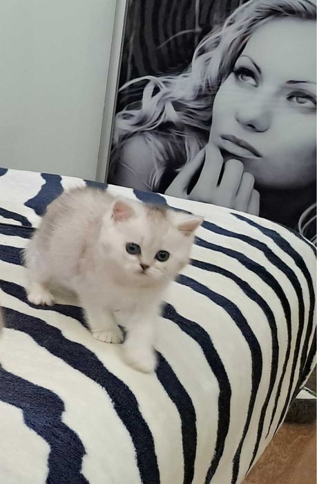Ласковый шотландский котенок серебристая шиншилла