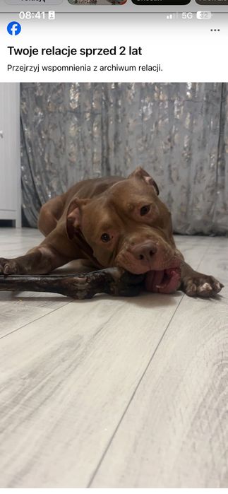 Odda psa w typie pitbul