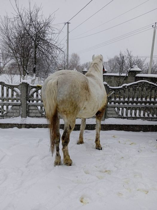 Продам хорошого робочого коня