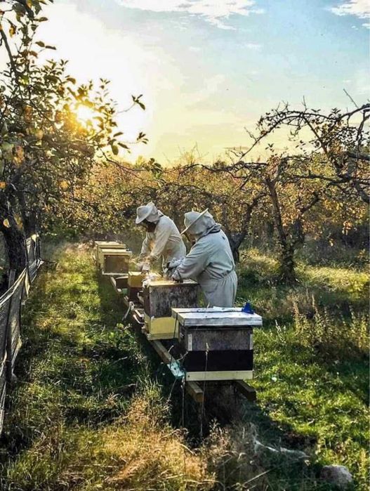 Pyłek Kwiatowy Pszczeli 2025 Z WŁASNEJ PASIEKI - 500g