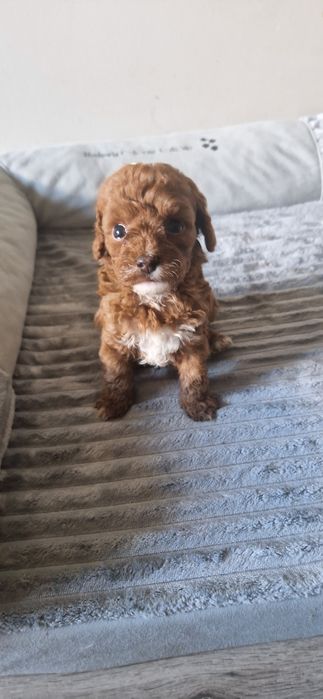 Cavapoo  F1b śliczny chłopiec
