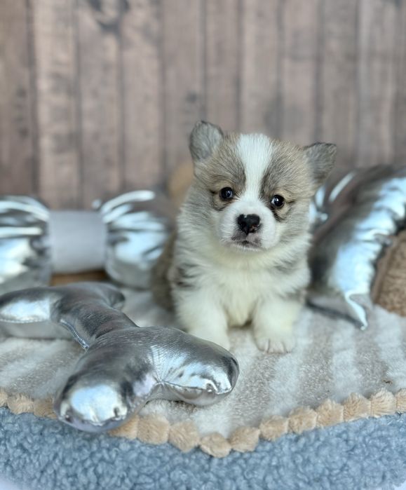 Welsh Corgi Pembroke OHIO