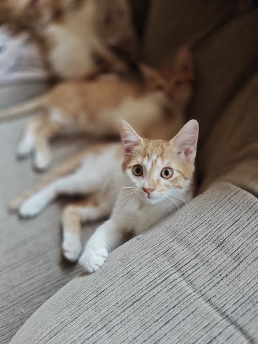 Rude kocięta z domu tymczasowego do adopcji