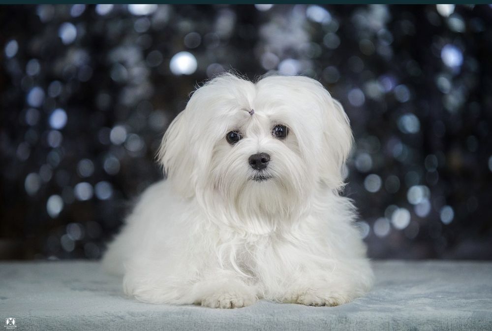 Продается последняя девочка мальтишпиц