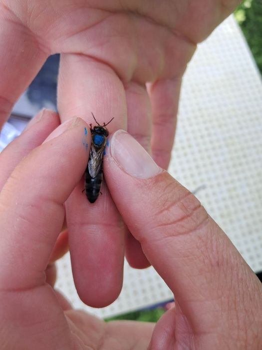 Матки Карніки лінії "Кірхайн" f1.