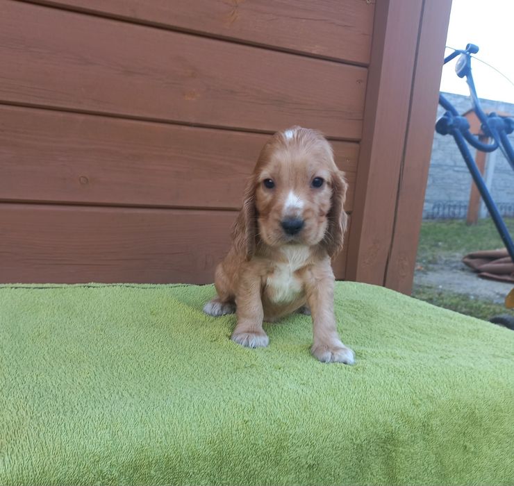 Cocker Spaniel Angielski Piesek
