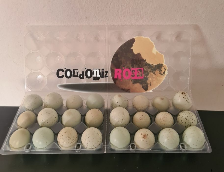 Ovos para incubação (codorniz gigante)