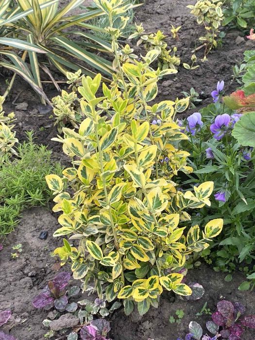 Брунера, бересклет, райс, осока