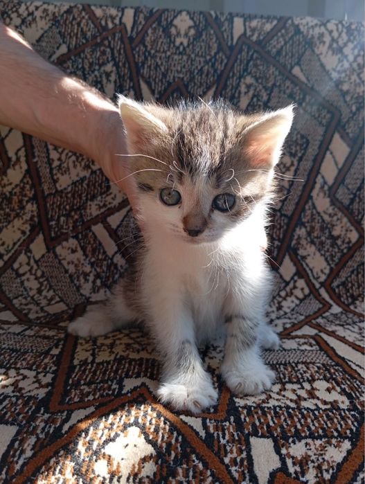 Котята в хорошие руки