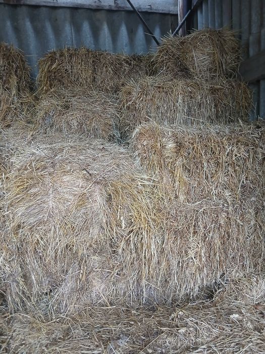 Продам тюки сіна.