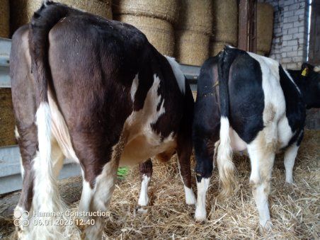 Jałówki cielne 7 miesięcy