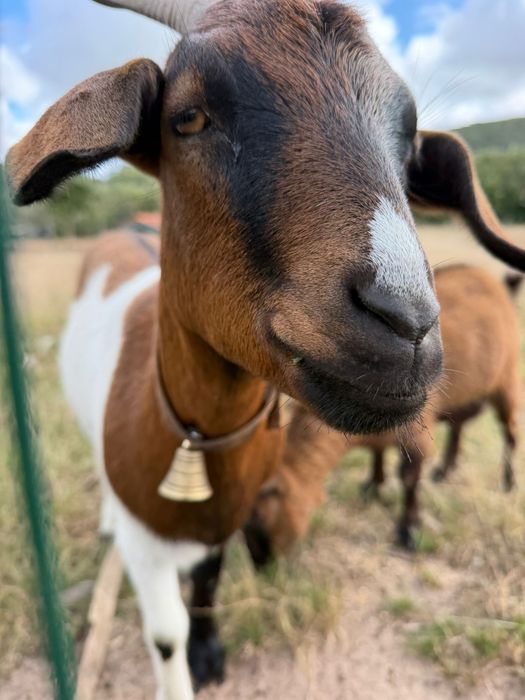Cabra Cruzada Boer