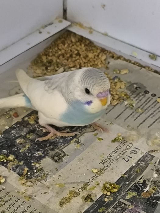 Periquitos  Australianos