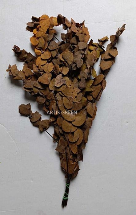 Знижка 50% Стабілізований жовтий евкаліпт стуартіана.