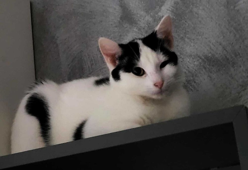 Filip - kotek do adopcji