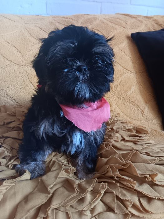 Shih Tzu Sunia Piękności