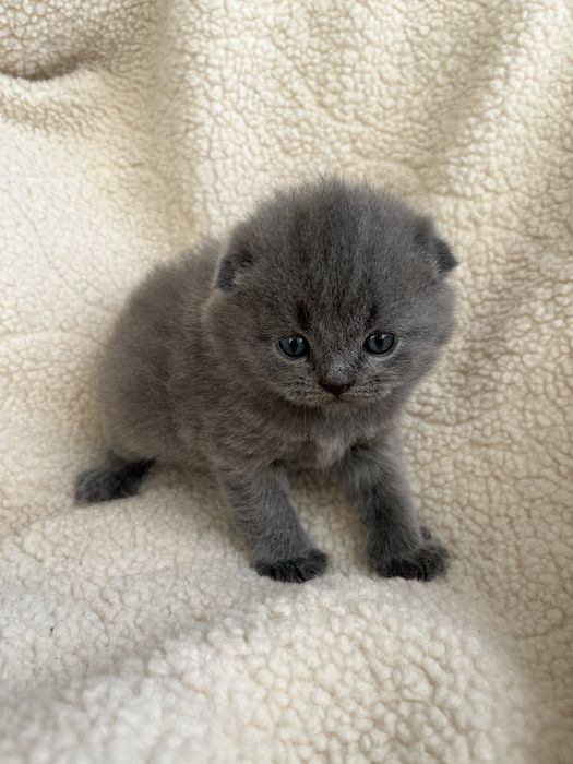 Британські кошенята