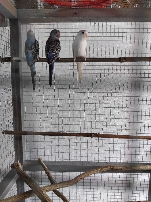 Vendo ou troco por outra aves