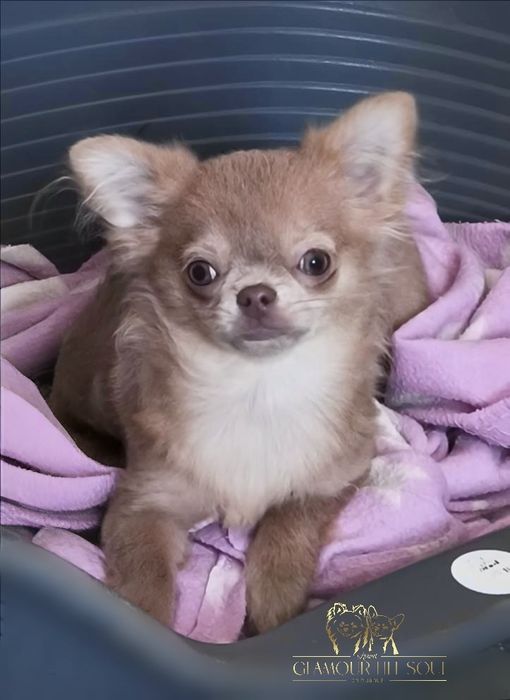 Изабеловый чихуахуа chihuahua Isabella