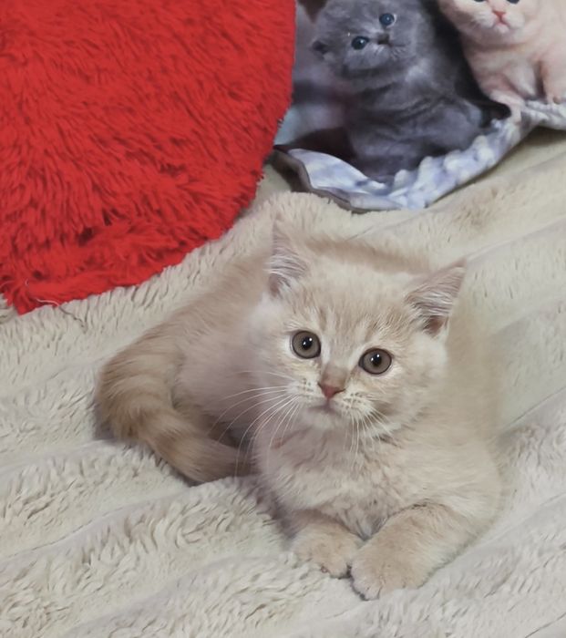 Котята. Кошенята. Котики