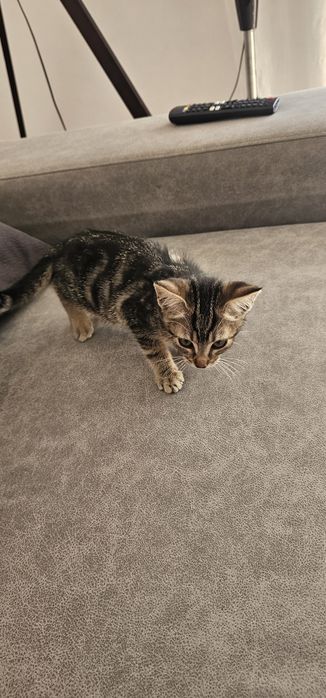 Gatinha para adoção