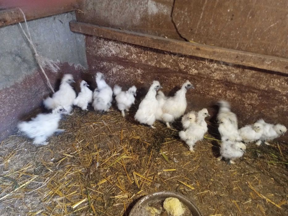 kurczęta silki z amatorskiej hodowli