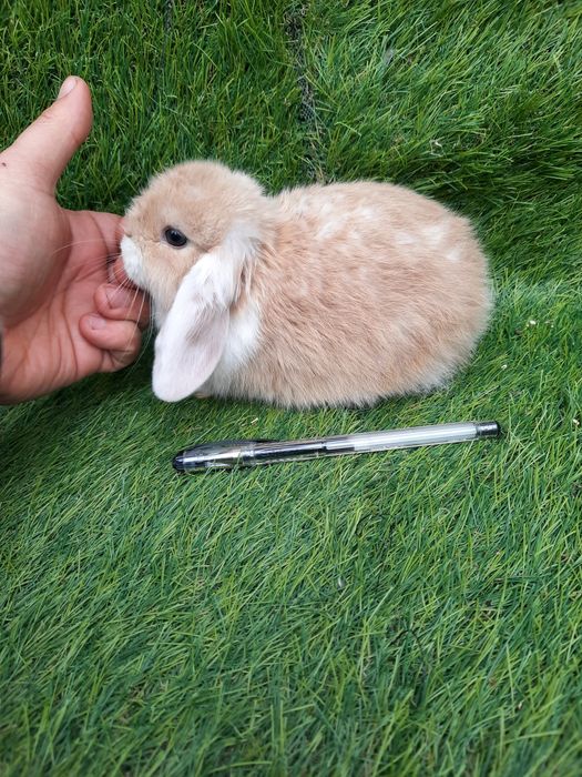 Coelhos anões várias raças