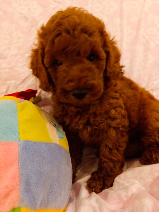 Пудель хлопчик Ред Браун