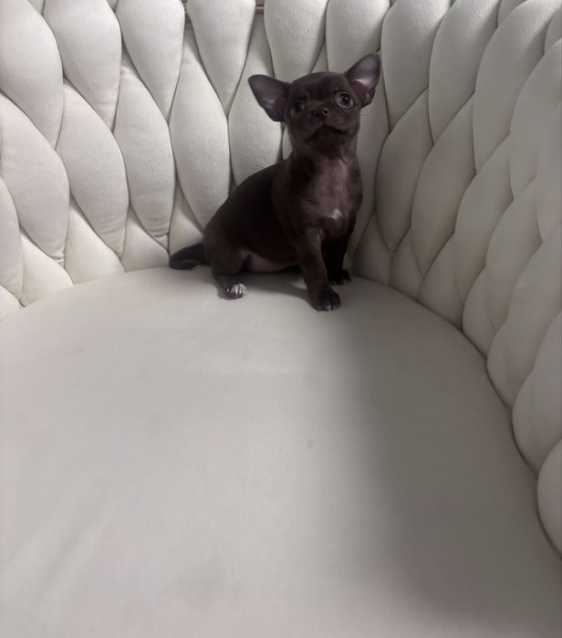 Chihuahua czekoladowa