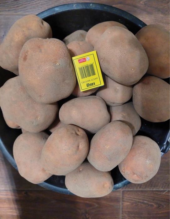 Картопля, домашня картопля